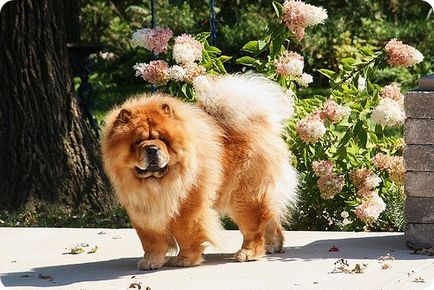 Chow chow chow chow képek (Chow fotók) Chow Chow fotók