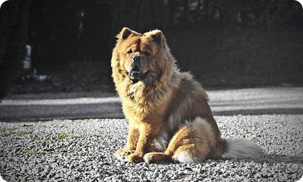 Chow chow chow chow képek (Chow) Chow Chow fotók