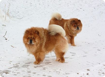 Chow chow chow chow képek (Chow fotók) Chow Chow fotók