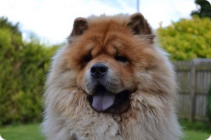 Chow chow chow chow képek (Chow fotók) Chow Chow fotók
