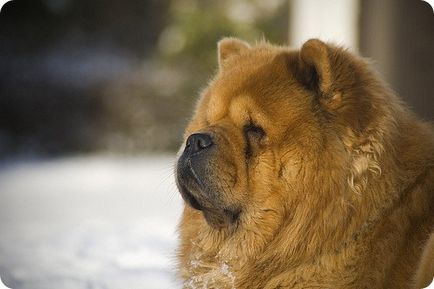 Chow chow chow chow képek (Chow fotók) Chow Chow fotók