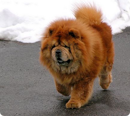 Chow chow chow chow képek (Chow fotók) Chow Chow fotók