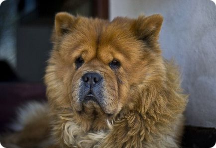 Chow chow chow chow képek (Chow) Chow Chow fotók