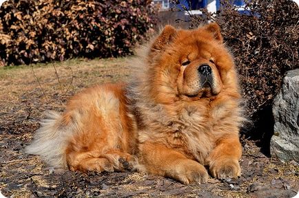 Chow chow chow chow képek (Chow fotók) Chow Chow fotók