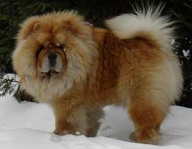 Chow Chow - fénykép és a fajta leírást, hogyan válasszuk ki a kölyök, az árak, a gondozás és a táplálkozás, a képzés, és a tartalom