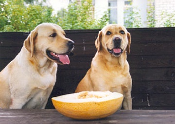Mi a Feed Labrador (kölyök 1, 2-3 hónap) otthon, hányszor és milyen étel