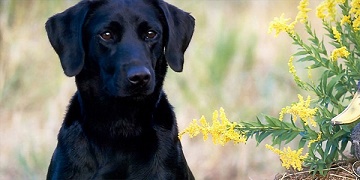 Mi a Feed Labrador (kölyök 1, 2-3 hónap) otthon, hányszor és milyen étel