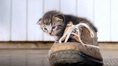 Hogyan mossuk át a macska vizelet ruhák és cipők, szagtalanító