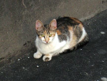Hogy a macskák érzés, mikor fáj (cat) Hogy a macskák érzés, mikor megbántani