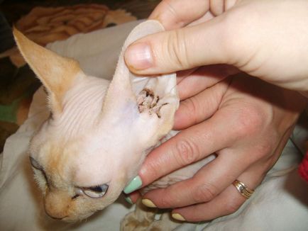 Mi okozza macska karcolás a fülek és kezelés 6 fotó, videó