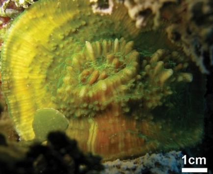 Mik korallzátonyok (9 fotó)