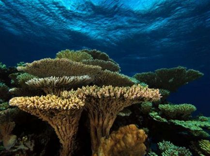 Mik korallzátonyok (9 fotó) (Reef Alliance CORAL) Mik korallzátonyok (9 fotó)