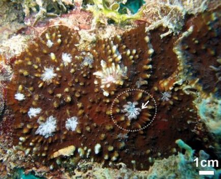Mik korallzátonyok (9 fotó) (Reef Alliance CORAL) Mik korallzátonyok (9 fotó)