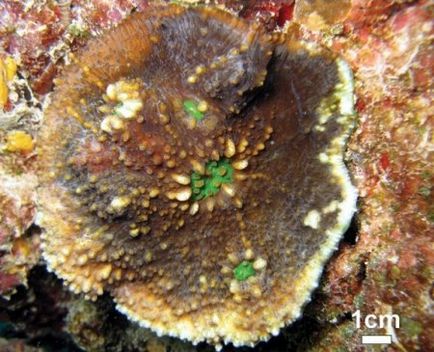 Mik korallzátonyok (9 fotó)