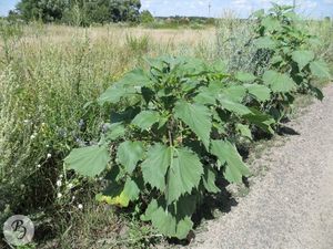 Cyclachaena durnishnikolistnaya (cyclachaena) cyclachaena durnishnikolistnaya