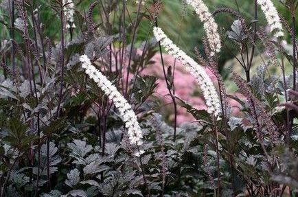 Cimicifugával (Cimicifugával) - használják a népi gyógyászatban és a homeopátia (Cimicifugával) Cimicifugával (Cimicifugával) - használják a népi gyógyászatban és a homeopátia