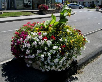 Virág vázák - kiválasztását és ültető mobil kerti növények