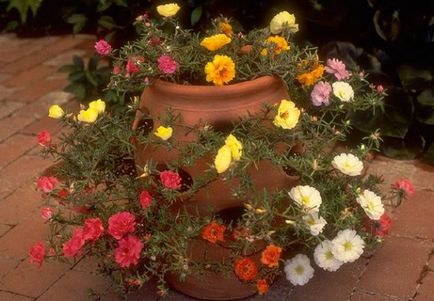 Virág vázák - kiválasztását és ültető mobil kerti növények