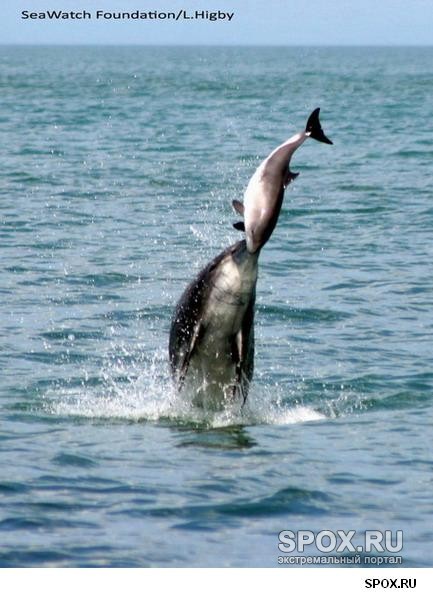 Delfinek hidegvérű gyilkosok