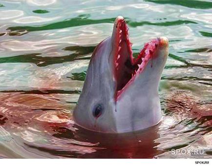 Delfinek hidegvérű gyilkosok