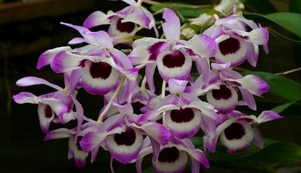 Dendrobium nobile otthoni gondozást, fotók orchideák