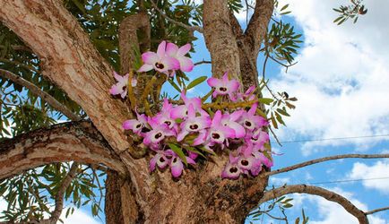 Dendrobium nobile otthoni gondozást, fotók orchideák