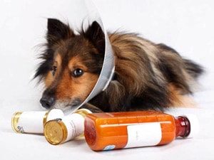 Dermatitis kutyák tünetei és hogyan kell kezelni