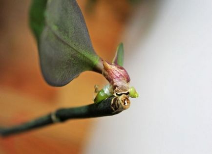 Baba orchidea néz függelékek hogy szétválasztva jelenik meg a törzs, a változás az otthoni