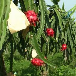 Dragon Fruit, Pitahaya, sárkány szív, pitahaya, sárkány szeme nevét és osztályát hasznos tulajdonságai