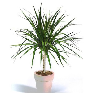 Dracaena marginata - határolt szépség