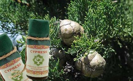 Cypress illóolaj tulajdonságok, alkalmazás, ellenjavallatok, receptek és vélemények