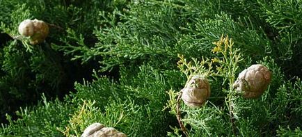 Cypress illóolaj tulajdonságok, alkalmazás, ellenjavallatok, receptek és vélemények