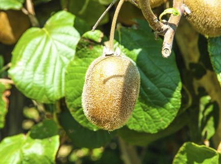 Egzotikus növények termesztési otthonápolási