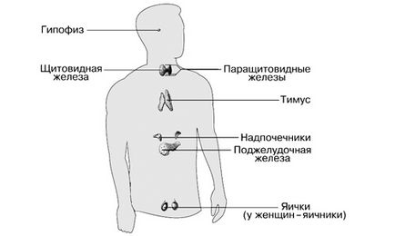 Az endokrin rendszer emberi fiziológia, funkciója és célja a hormonok és a mirigyek (videó)