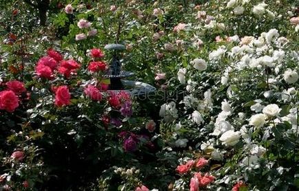 Vázlatok kerttervezés - hogyan lehet létrehozni egy gyönyörű rózsakert