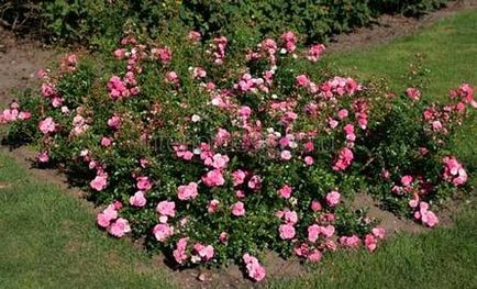 Vázlatok kerttervezés - hogyan lehet létrehozni egy gyönyörű rózsakert