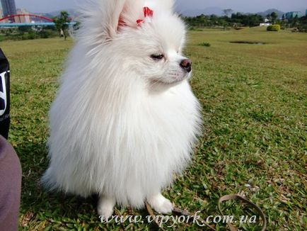 Fényképek frizurával pomerániai és Yorkshire terrier, ápolás - ápolás