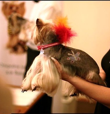 Fényképek frizurával pomerániai és Yorkshire terrier, ápolás - ápolás