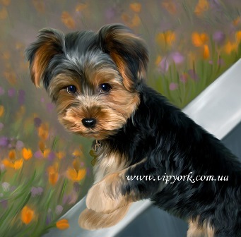 Fényképek frizurával pomerániai és Yorkshire terrier, ápolás - ápolás