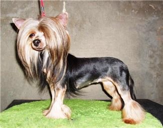 Fényképek frizurával pomerániai és Yorkshire terrier, ápolás - ápolás