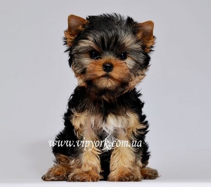 Fényképek frizurával pomerániai és Yorkshire terrier, ápolás - ápolás