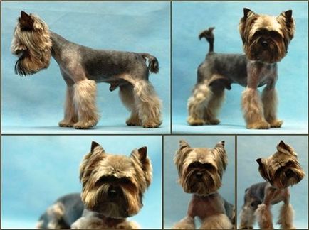 Fényképek frizurával pomerániai és Yorkshire terrier, ápolás - ápolás