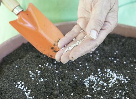 Heliotrope vető és termesztése palánták, a mester osztályt a fénykép