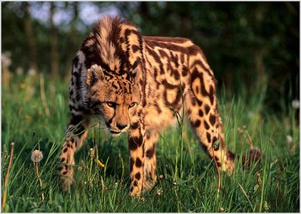 Cheetah Photo & Video, fajta leírás, karakter és életmód