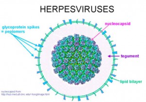 Herpes macskák tünetei és kezelése