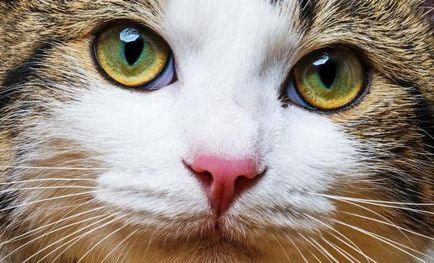 Herpes macskáknál a lehetséges okokat és a kezelés