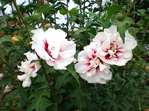 Hibiscus fa kerti - gondozás és tenyésztés, ültetés és nő, mint télen a kertben, fotó,