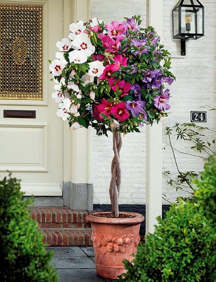 Hibiscus fa kerti - gondozás és tenyésztés, ültetés és nő, mint télen a kertben, fotó,