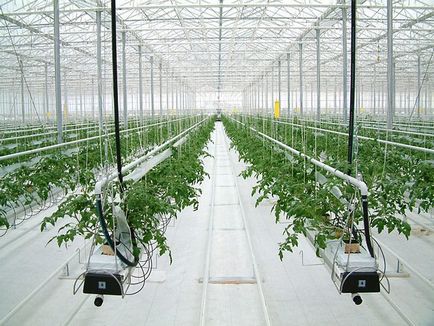 Hydroponics otthon saját kezűleg