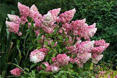 Hortenzia paniculata „Pink Winky»( «rózsaszínű Winky») - fotó, leírás, telepítési és ápolási vélemények